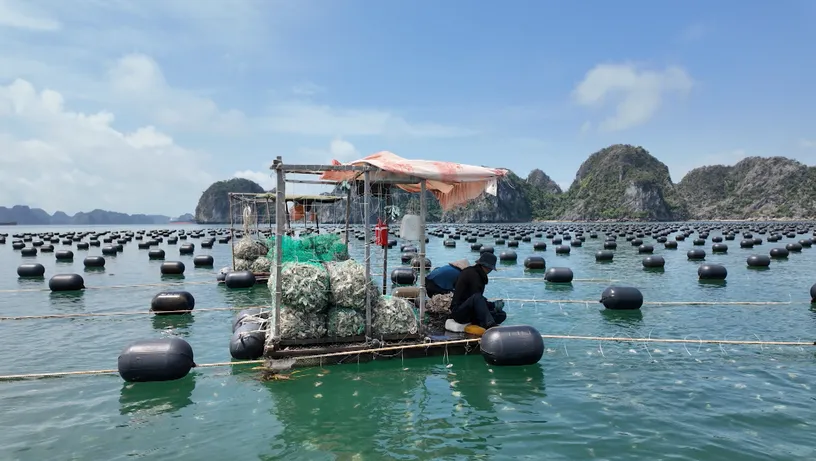 Đi để biết : Những trải nghiệm mới ở Cát Bà 