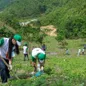 Cần làm gì để phát triển lâm nghiệp bền vững?