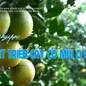 Chuyện nhà nông với nông nghiệp: Phát triển cây có múi ở Hòa Bình