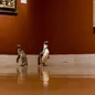 3 chú chim cánh cụt được mời tới thăm viện bảo tàng