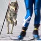 Chó lai sói vượt rào an ninh, lao về đích tại Olympic mùa Đông