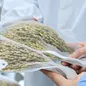 Trung Quốc thí nghiệm trồng lúa trên trạm vũ trụ