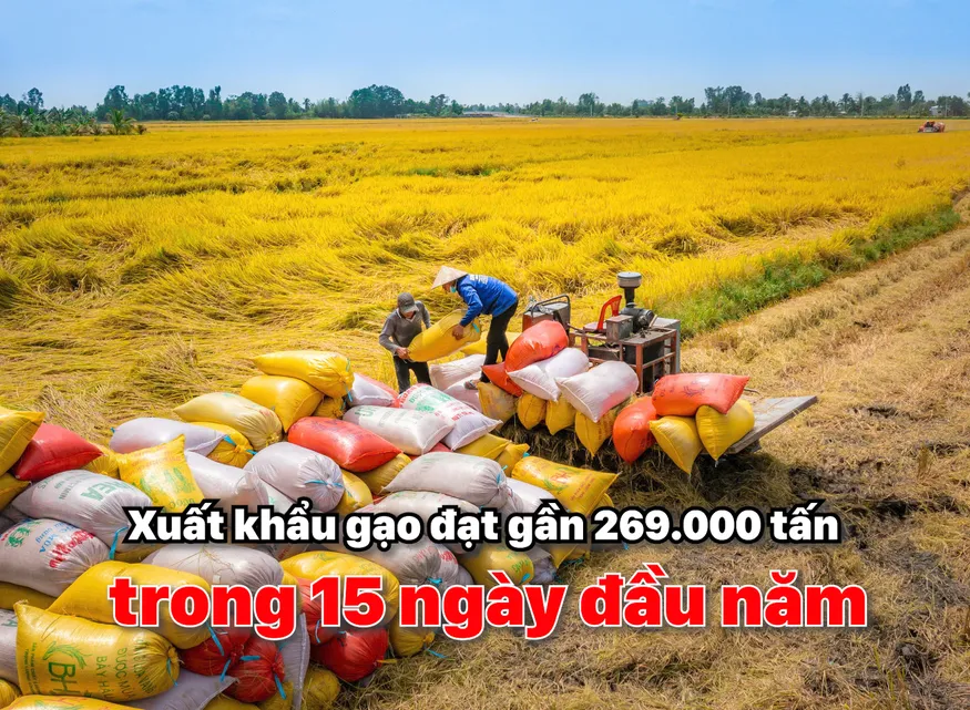 Xuất khẩu gạo đạt gần 269.000 tấn trong 15 ngày đầu năm