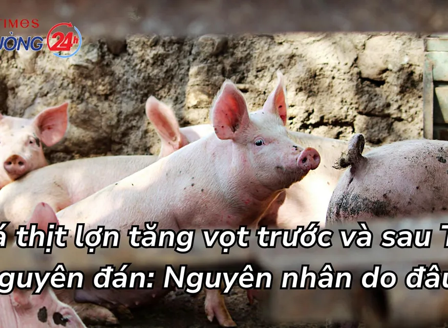 Giá thịt lợn tăng vọt trước và sau Tết Nguyên đán: Nguyên nhân do đâu?