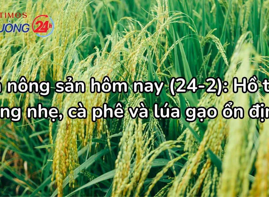 Giá nông sản hôm nay (24-2): Hồ tiêu tăng nhẹ, cà phê và lúa gạo ổn định