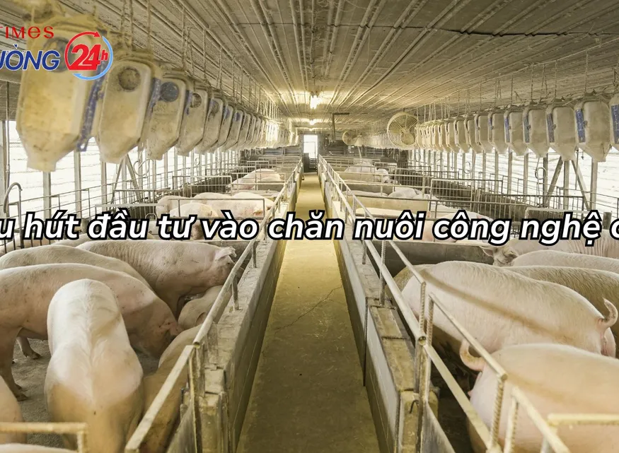 Thu hút đầu tư vào chăn nuôi công nghệ cao