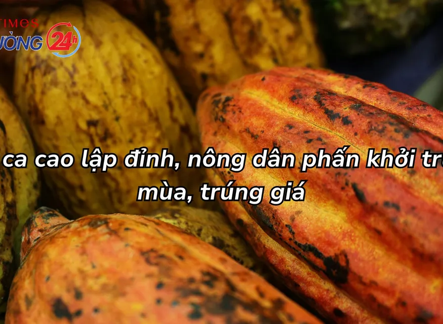 Giá ca cao lập đỉnh, nông dân phấn khởi trúng mùa, trúng giá