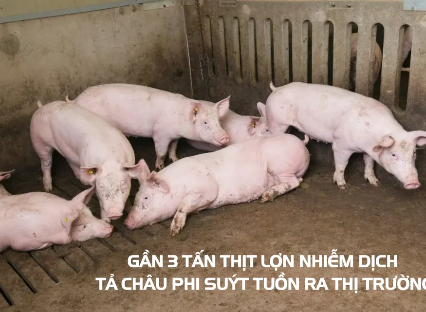 Thu giữ gần 3 tấn thịt lợn nhiễm dịch tả châu Phi suýt tuồn ra thị trường tại Hà Nam