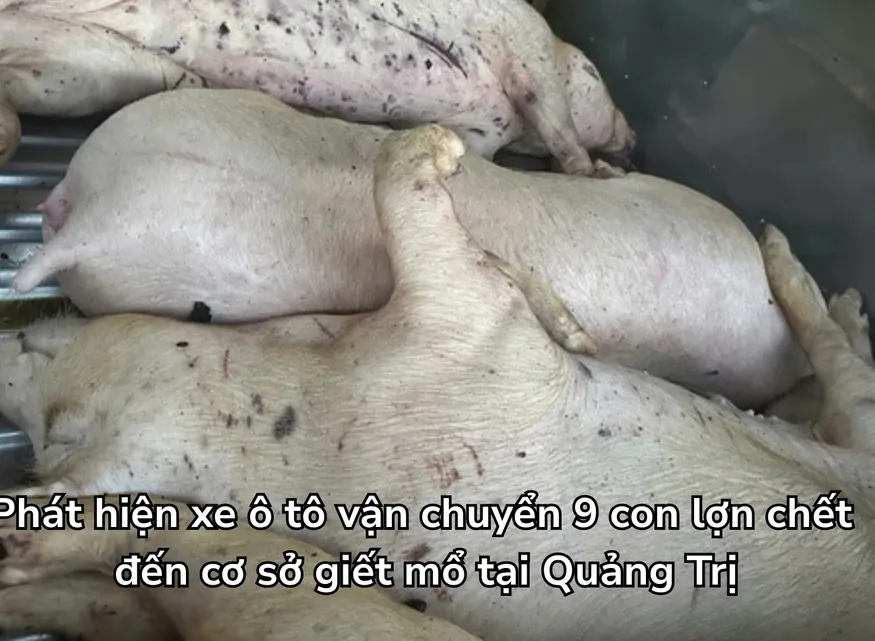 Phát hiện xe ô tô vận chuyển 9 con lợn chết đến cơ sở giết mổ tại Quảng Trị