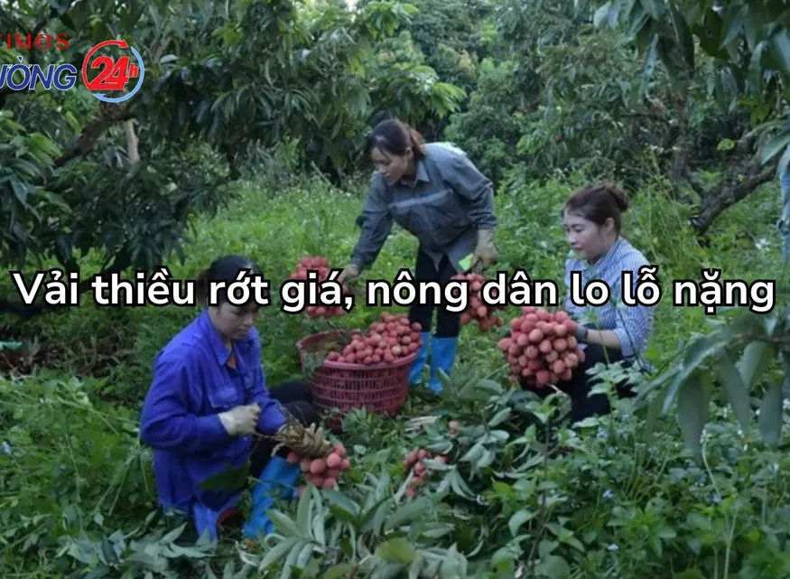Vải thiều rớt giá, nông dân lo lỗ nặng