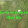 Chuyển đổi cơ cấu cây trồng ở Thanh Hóa