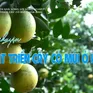 Chuyện nhà nông với nông nghiệp: Phát triển cây có múi ở Hòa Bình