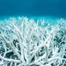 Báo động tình trạng san hô tẩy trắng lan rộng toàn cầu