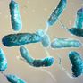 Hàn Quốc có ca tử vong đầu tiên do vi khuẩn “ăn thịt người” trong năm 2024