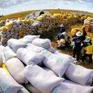 Liên kết nâng cao chất lượng gạo xuất khẩu