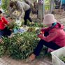 Bà Rịa - Vũng Tàu: Nhãn trái vụ được giá nông dân phấn khởi
