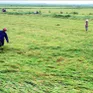 Nhiều ruộng lúa ở Quảng Bình bị ngã đổ do mưa lớn