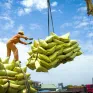 Việt Nam tiếp tục phát huy lợi thế xuất khẩu gạo
