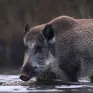 Cảnh báo “siêu lợn” Canada xâm lấn miền Bắc nước Mỹ