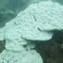 Côn Đảo tái diễn hiện tượng san hô bị tẩy trắng