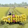 Liên kết từ bán tín chỉ carbon khi trồng lúa