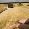 Nga khẳng định sẽ đáp ứng các cam kết về xuất khẩu ngũ cốc