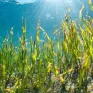 Người Đan Mạch trồng cỏ để hồi sinh lạch biển