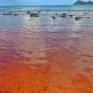 Xuất hiện hiện tượng "thủy triều đỏ" tại biển Phú Quốc