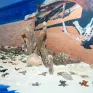 Đặc sắc triển lãm 1001 rùa biển bằng gốm
