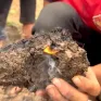 Gia Lai: Sự thật về thông tin ruộng lúa tự bóc cháy