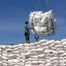 Gạo Việt "rộng cửa" vào Philippines