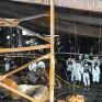 Vụ cháy nhà máy pin Hàn Quốc qua lời kể của các nhân chứng