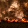 Hơn 3.300 vụ cháy tại vùng đất ngập nước nhiệt đới lớn nhất thế giới Pantanal