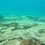 Tạm dừng hoạt động bơi lội, lặn xem san hô tại một số điểm ở Vườn quốc gia Côn Đảo