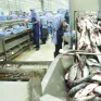 Thị trường xuất khẩu cá tra khởi sắc