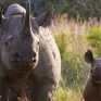 Nam Phi thử nghiệm công nghệ hạt nhân bảo vệ tê giác