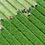 Trung Quốc đẩy mạnh phát triển nông nghiệp xanh