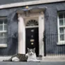 Chú mèo phủ Thủ tướng gây chú ý trong cuộc bầu cử Anh