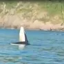 Cá voi xuất hiện trên biển Phú Yên