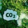Có rừng là có tín chỉ carbon?