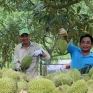 Xuất khẩu “nữ hoàng trái cây” mang về 1,5 tỷ USD
