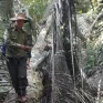 Tập trung điều tra làm rõ vụ phá rừng gỗ quý hiếm