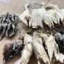 Hàng triệu cá thể chim bị săn bắt và buôn bán để làm thức ăn mỗi năm tại Việt Nam