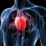 Hình ảnh 3D chi tiết đầu tiên về trái tim người