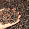 Giá cà phê Robusta lại lập kỷ lục