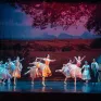 Vở ballet Gilselle tái ngộ khán giả TP Hồ Chí Minh