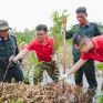 Dự án trồng 15.000 cây tràm tại rừng U Minh Thượng góp phần ứng phó biến đổi khí hậu