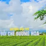 Quảng Ninh: Sẵn sàng tổ chức lễ hội Trà đường hoa ở huyện Hải Hà