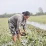 Long An: Mưa lớn kéo dài khiến hàng trăm hécta lúa và hoa màu bị mất trắng