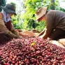 Giá cà phê Arabica tăng kỷ lục